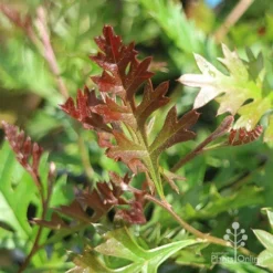 Grevillea Carpet Layer -Plant Collection Sales Shop grevillea carpet layer leaf