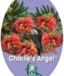 Grevillea Charlie's Angel -Plant Collection Sales Shop grevillea charlies angel 209x300 1