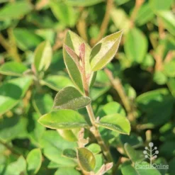 Grevillea Deua Flame -Plant Collection Sales Shop grevillea deua flame foliage