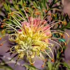Grevillea Lemon Baby -Plant Collection Sales Shop grevillea for lemon baby