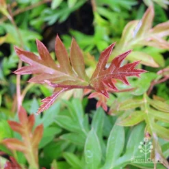 Grevillea Gaudichaudii -Plant Collection Sales Shop grevillea gaudi new leaf
