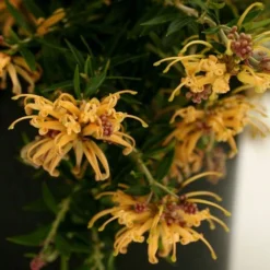 Grevillea Sunkissed -Plant Collection Sales Shop grevillea gr13021 sunkissed500