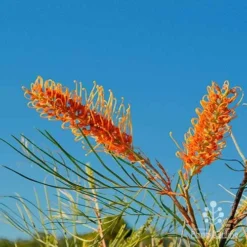 Grevillea Honey Gem -Plant Collection Sales Shop grevillea honey gem