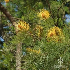 Grevillea Honey Gem -Plant Collection Sales Shop grevillea honey gem nursery