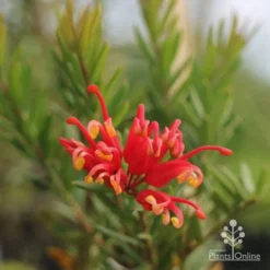 Grevillea Knockout -Plant Collection Sales Shop grevillea knockout flower