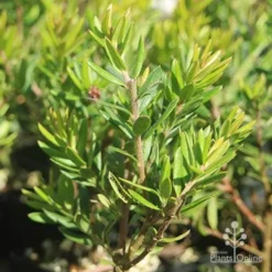 Grevillea Knockout -Plant Collection Sales Shop grevillea knockout foliage