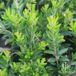 Grevillea Knockout -Plant Collection Sales Shop grevillea knockout foliage 1