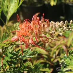 Grevillea Little Robyn -Plant Collection Sales Shop grevillea little robyn sunshine