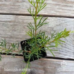 Grevillea Mini Marvel -Plant Collection Sales Shop grevillea mini marvel tubestock