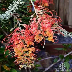 Grevillea Ned Kelly 23 Grevillea Ned Kelly -Plant Collection Sales Shop grevillea ned kelly 1
