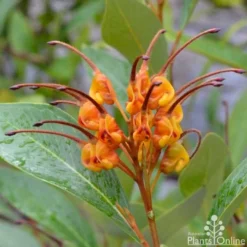 Grevillea Orange Marmalade -Plant Collection Sales Shop grevillea orange marmalade flower 1
