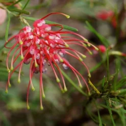 Grevillea Silk Carpet -Plant Collection Sales Shop grevillea pinaster flickr tatters