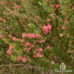 Grevillea Pink Pearl -Plant Collection Sales Shop grevillea pink pearl shrub 1