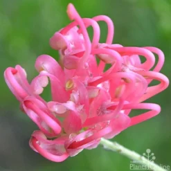 Grevillea Pink Pearl -Plant Collection Sales Shop grevillea pink pearl close 2 apo 1