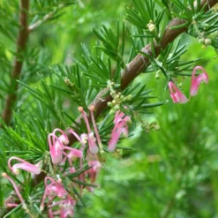 Grevillea Pink Pearl -Plant Collection Sales Shop grevillea pink pearl close stem apo