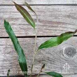 Grevillea Raptor -Plant Collection Sales Shop grevillea raptor 2