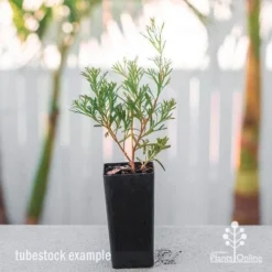 Grevillea Red Wings -Plant Collection Sales Shop grevillea red wings tube