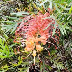 Grevillea Strawberry Sundae 11 Grevillea Strawberry Sundae -Plant Collection Sales Shop grevillea strawberry sundae 1