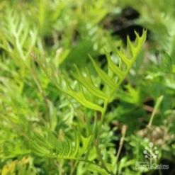 Grevillea Superb -Plant Collection Sales Shop grevillea superb leaf