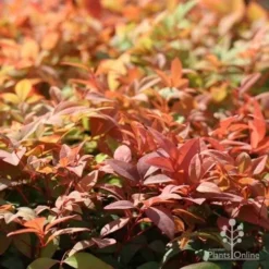 Nandina Gulf Stream -Plant Collection Sales Shop gulf stream autumn