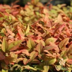 Nandina Gulf Stream -Plant Collection Sales Shop gulf stream colour