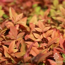 Nandina Gulf Stream -Plant Collection Sales Shop gulf stream foliage
