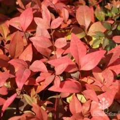 Nandina Gulf Stream -Plant Collection Sales Shop gulfstream foliage