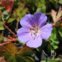 Geranium Rozanne -Plant Collection Sales Shop hardy geranium rozanne