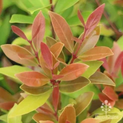 Acmena Hemilampra - Blush Satinash -Plant Collection Sales Shop hemilampra leaf colour