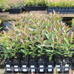 Acmena Hemilampra - Blush Satinash -Plant Collection Sales Shop hemilampra tubestocks