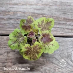 Heucherella Solar Eclipse - Foamy Bells -Plant Collection Sales Shop heuchera solar eclipse 1