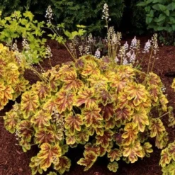 Heucherella Solar Eclipse - Foamy Bells -Plant Collection Sales Shop heucherella solar eclipse golden