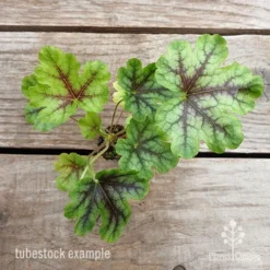 Heucherella Tapestry - Foamy Bells -Plant Collection Sales Shop heucherella tapestry 1 1
