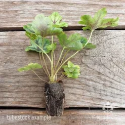 Heucherella Tapestry - Foamy Bells -Plant Collection Sales Shop heucherella tapestry 2 edited 1
