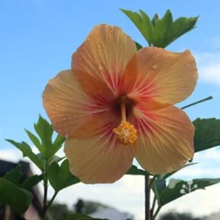 Hibiscus Popsicle 14 Hibiscus Popsicle -Plant Collection Sales Shop hibiscus popsicle backlit