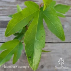 Hibiscus Popsicle 12 Hibiscus Popsicle -Plant Collection Sales Shop hibiscus popsicle leaf 1