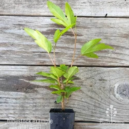 Hibiscus Popsicle 8 Hibiscus Popsicle - Image 8