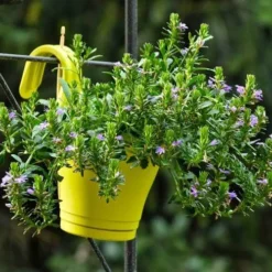 Scaevola Purple Fanfare - Fan Flower -Plant Collection Sales Shop hook planter scaevola