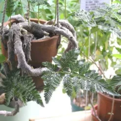 Humata - Rabbit's Foot Fern -Plant Collection Sales Shop humata tyermanni flickr nhq 500