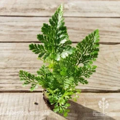 Humata - Rabbit's Foot Fern -Plant Collection Sales Shop humata white foot tube top
