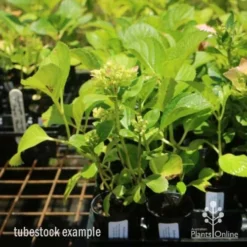 Hydrangea White -Plant Collection Sales Shop hydrangea amethyst tube 6