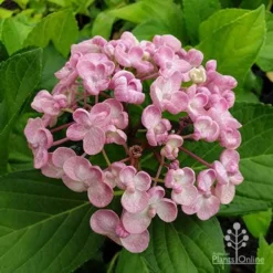 Hydrangea Ayesha 12 Hydrangea Ayesha -Plant Collection Sales Shop hydrangea ayesha flower