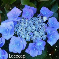Hydrangea Assorted 14 Hydrangea Assorted -Plant Collection Sales Shop hydrangea lacecap 1