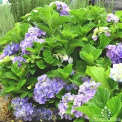 Hydrangea Assorted 12 Hydrangea Assorted -Plant Collection Sales Shop hydrangea macrophilla