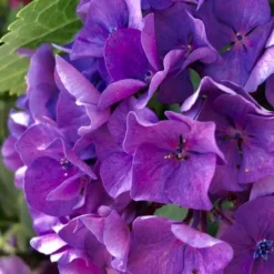 Hydrangea President R Touchard -Plant Collection Sales Shop hydrangea touchard close 1