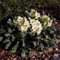 Hellebore Ice Breaker Max - Winter Rose