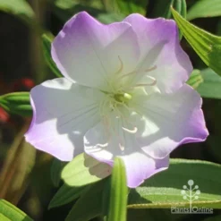Tibouchina Illusion -Plant Collection Sales Shop illusion tubouchina fully open