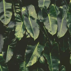 Philodendron Imbe -Plant Collection Sales Shop imbe wall