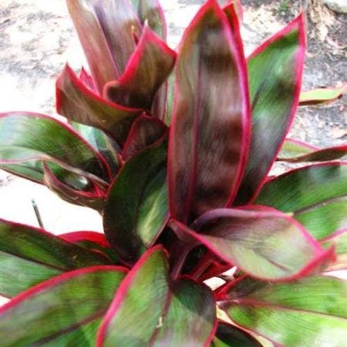Cordyline Fruticosa John Klass Red 7 Cordyline Fruticosa John Klass Red - Image 7