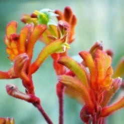 Australian Wildflower Kangaroo Paw - Seed -Plant Collection Sales Shop kangaroo paw sunset